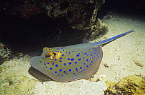 Ribbontail ray (Taeniura lymma) on sea bed, Red Sea