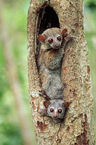 Milne Edward's sportive lemurs (Lepilemur edwardsi), Ampijora forest station, Madagascar