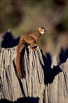 Male crowned lemur on limestone karst. Madagascar, Ankarana Special Reserve
