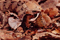 Gaboon viper (Bitis gabonica) eating mouse. Epulu Ituri, DR Congo (formerly Zaire), Central Africa