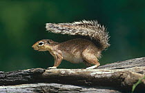Unstriped ground squirrel {Xerus rutilus} using tail to provide shade, Samburu, Kenya.
