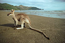 Whiptail wallaby on beach, Australia, Queensland