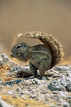 Cape ground squirrel using its tail to shade itself  (Xerus inauris) Etosha NP Namibia