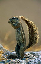 Cape ground squirrel standing (Xerus inauris) Etosha NP, Namibia