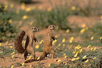 Two Cape ground squirrels, Kalahari Gemsbok NP South Africa