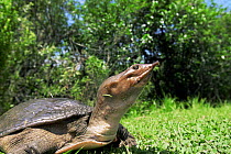 Florida soft shell turtle (Apalone ferox) Everglades NP. Florida USA.