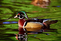 Wood duck portrait (Aix sponsa) Vancouver, Canada.