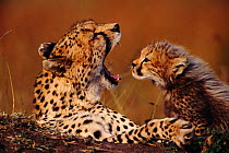 Cheetah cub and yawning mother (Acinonyx jubatus) Masai Mara, Kenya