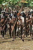 Dani men at dance, village near Wamena, Irian Jaya / West Papua, New Guinea Indonesia, 1991. Note penis gourds (West Papua).
