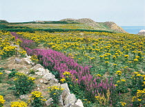 Summer wildflowers cover the coastal island landscape of Great Saltee Island, County Wexford, Southern Ireland, Eire