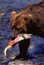 Grizzly bear with freshly caught Chum salmon (Ursus arctos horribilis) McNeil river, Alaska, USA