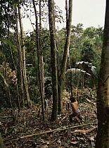 Quechua indians clear rainforest to plant Manioc and Banana crops, Ecuador.