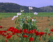 Opium poppies (Papaver somniferum) and Common poppies {Papaver rhoes) La Mancha, Spain