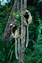 Coquerel's sifakas climbing tree (Propithecus verreauxi coquereli) Madagascar.