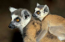 Ring-tailed lemur with young. (Lemur catta) Madagascar Berenty private reserve