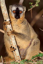 Red fronted lemur. Female. Madagascar, Kirindy forest.
