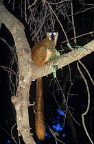 Red fronted lemur (Lemur fulvus rufus) female sitting on branch, Berenty private reserve, Madagascar