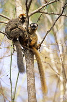 Red fronted lemur (Lemur fulvus rufus) pair in trees, Kirindy Forest, Madagascar