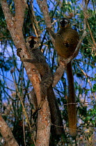 Red fronted lemur pair with young (Lemur fulvus rufus) Kirindy forest, Madagascar