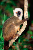 White fronted brown lemur male (Lemur fulvus albifrons) Madagascar.