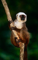 White fronted brown lemur (Lemur fulvus albifrons) male, Nosy mangabe, Madagascar