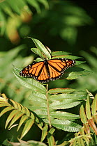 Monarch butterfly.  Point Pelee, Ontario, Canada