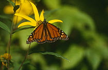Monarch butterfly {Danaus plexippus} on yellow flower, Canada Point, Ontario, Canada