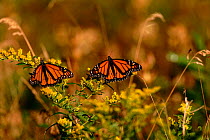 Monarch butterflies (Danaus plexippus) on flowers. Ontario, USA