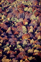 Aerial view of mixed woodland trees in autumn. Auvergne, France.