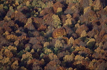 Aerial view of mixed broadleaf woodland in autumn, Auvergne, France.
