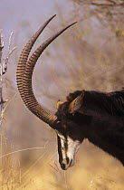 Sable antelope (Hippotragus niger) male, Chobe NP, Botswana