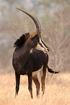 RF- Sable antelope (Hippotragus niger) male. Chobe National Park, Botswana. (This image may be licensed either as rights managed or royalty free.)