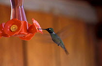 Black chinned hummingbird (Archilochus alexandri) feeding at bird feeder, Arizona, US