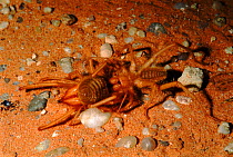 Camel spiders (Solifugae) mating at night. Kruger GP, South Africa