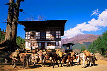 Pack horses outside traditional farm house, Jomolhari peak, Paro, Bhutan. 2001