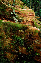 Tarantula on buttress root of Ficus species tree. Yasuni NP,  Ecuador