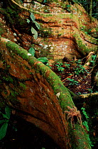 Tarantula on buttress root of Ficus (fig) species tree, Yasuni NP, Ecuador