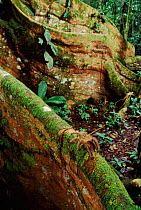 Tarantula (Theraphosidae) on buttress root of fig tree (Ficus sp.). Yasuni NP, Ecuador