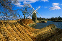 Cut reeds and windmill at How Hill, Norfolk Broads, England.