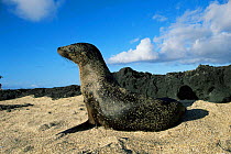 Galapagos Fur Seal female. (Arctocephalus galapagoensis) Galapagos, Ecuador.