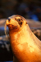 Galapagos fur seal (Arctocephalus galapagoensis) Galapagos