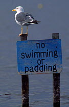 Lesser black backed gull on sign post, Scotland