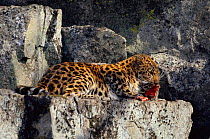 Wild Amur leopard with kill near den (Panthera pardus orientalis) Far East Russia, Ussuriland, South Primorskiy Region