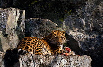 Wild Amur leopard (Panthera pardus orientalis) feeding on kill near den, Kedrovapad NR, Ussuriland, Far East Russia