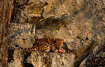 Wild Amur leopard (Panthera pardus orientalis) feeding on kill near den, Kedrovapad NR, Ussuriland, Far East Russia