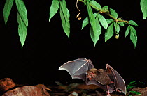 Fringe lipped bat hunting, Panama, Central America
