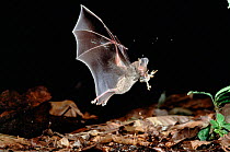 Fringe lipped bat (Trachiops cirrhosus) taking lizard, Panama