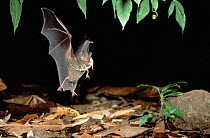 Fringe lipped bat taking lizard (Trachiops cirrhosus) Panama.