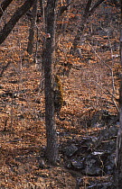 Wild Amur leopard climbing tree (Panthera pardus orientalis) Far East Russia,
