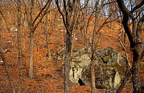 Den site of wild Amur leopard (Panthera pardus orientalis) Kedrovapad NR, Far East Russia,